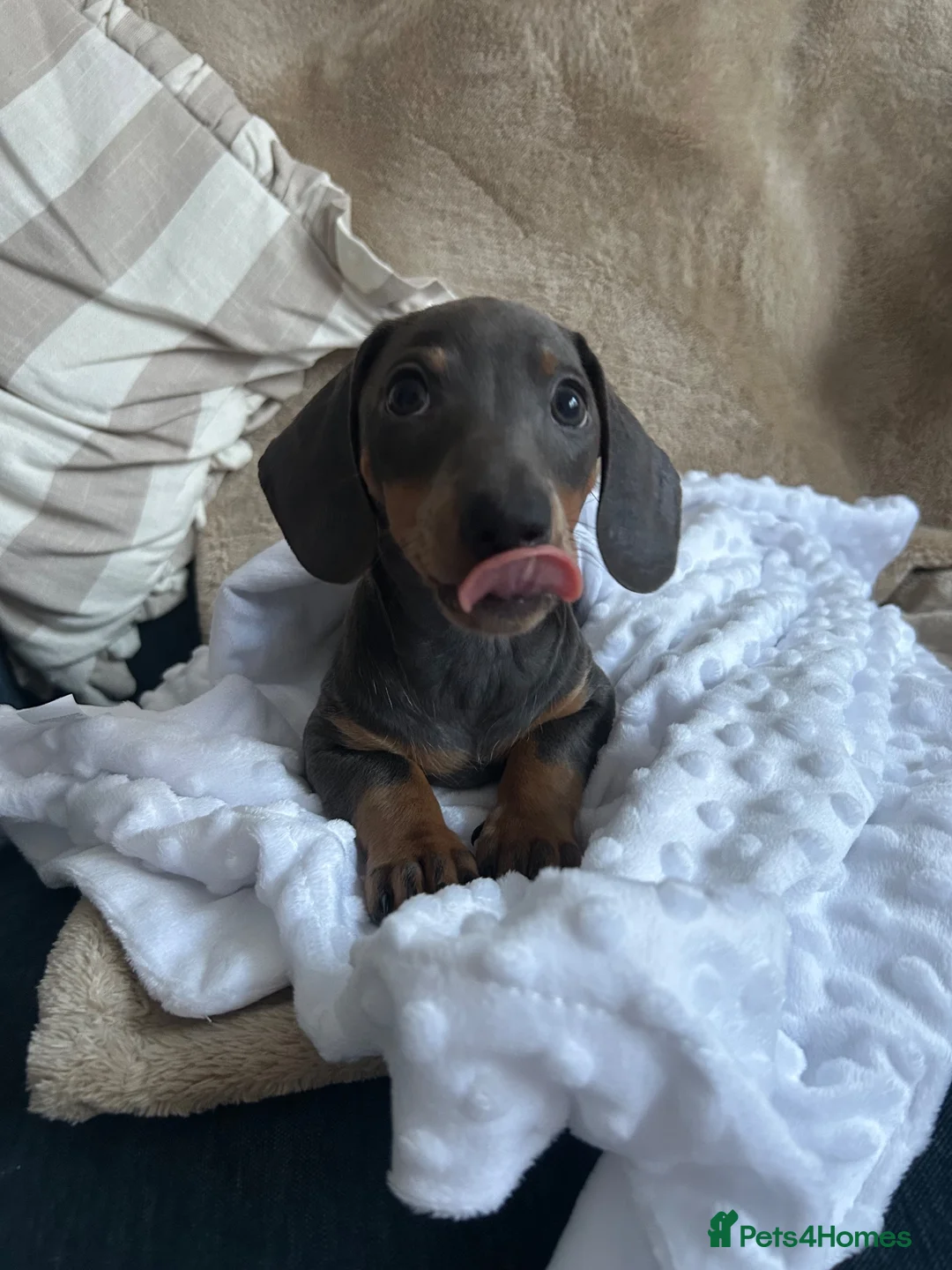 Dachshund dogs for sale: Stunning blue dachshund puppy  - Advert 2