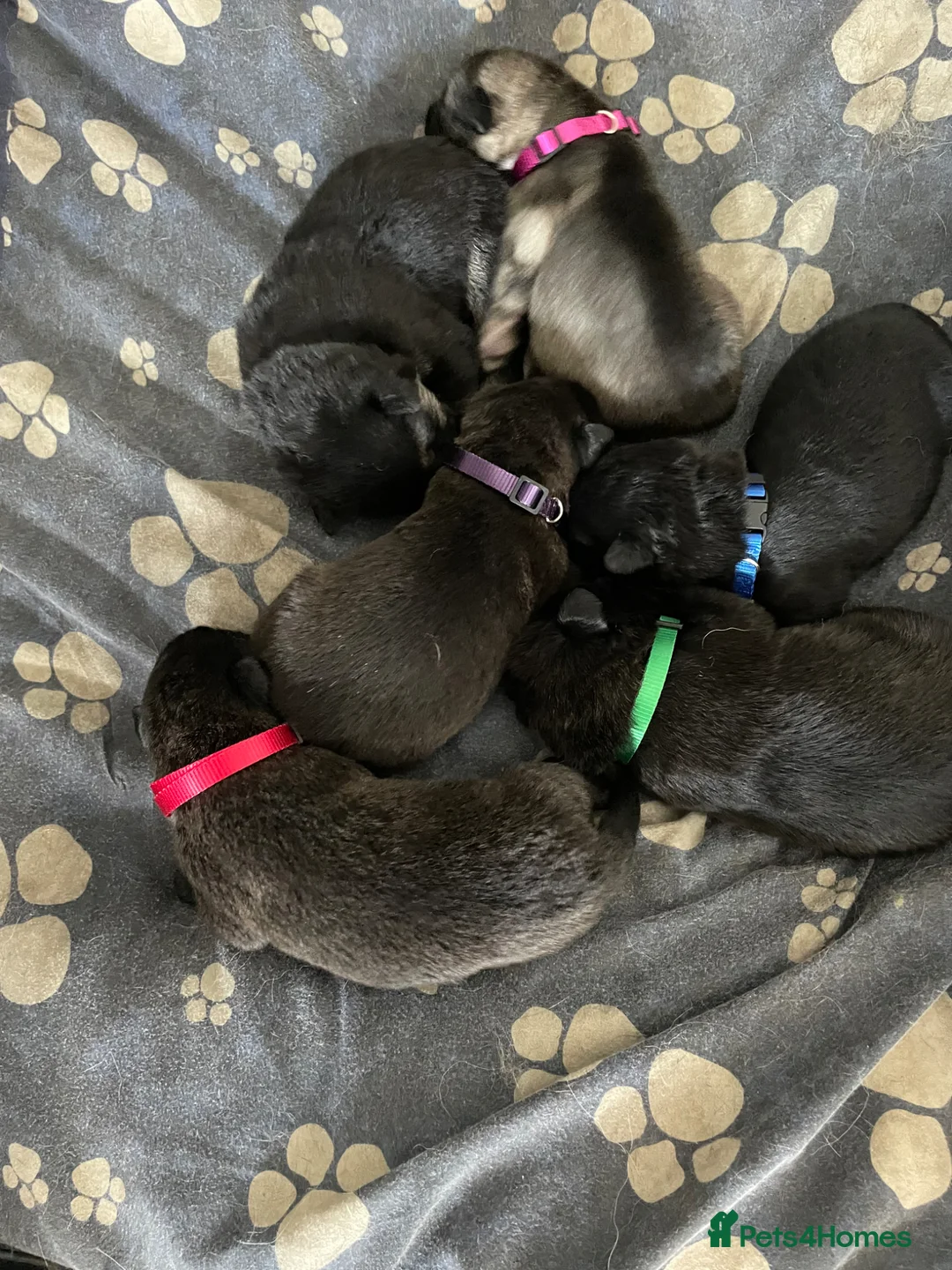 Mixed Breed dogs for sale: German shepherd x malinois  - Advert 1