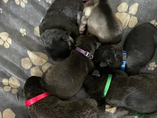 Mixed Breed dogs German shepherd x malinois - Advert 4