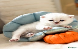 British Shorthair cats for sale: Pedigree British Shorthair kittens - Image 11