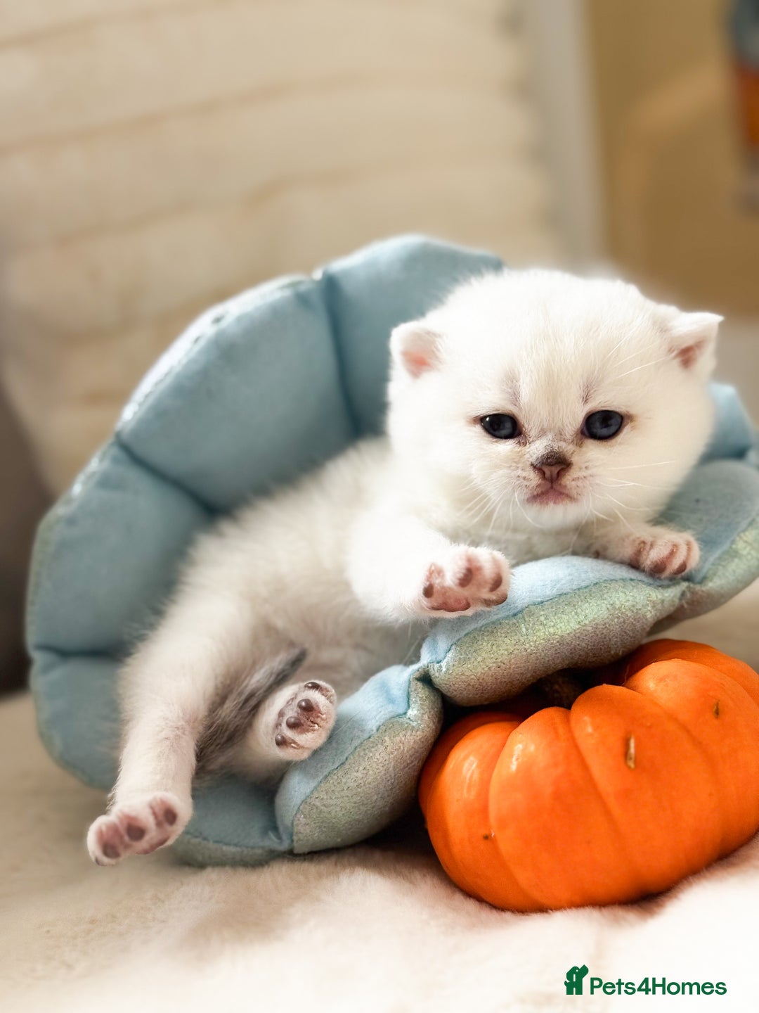British Shorthair cats for sale: Pedigree British Shorthair kittens - Image 11
