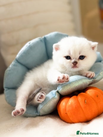 British Shorthair cats - Advert 2