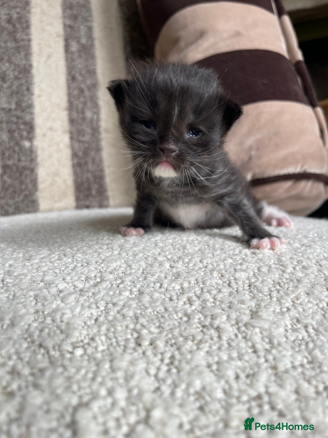 Maine Coon cats for sale: Mainecoons  - Image 2