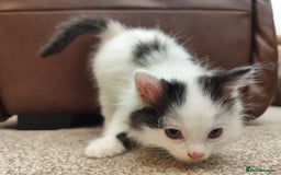 Ragdoll cats for sale: Persian ragdoll - Image 4