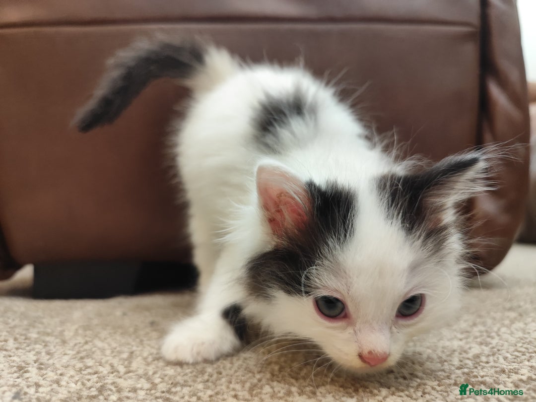 Ragdoll cats for sale: Persian ragdoll - Image 4