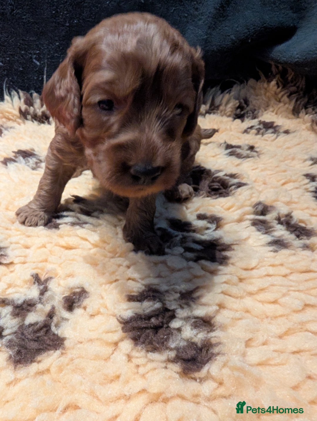 Cockapoo dogs for sale: F1B Cockapoo pups  - Image 6