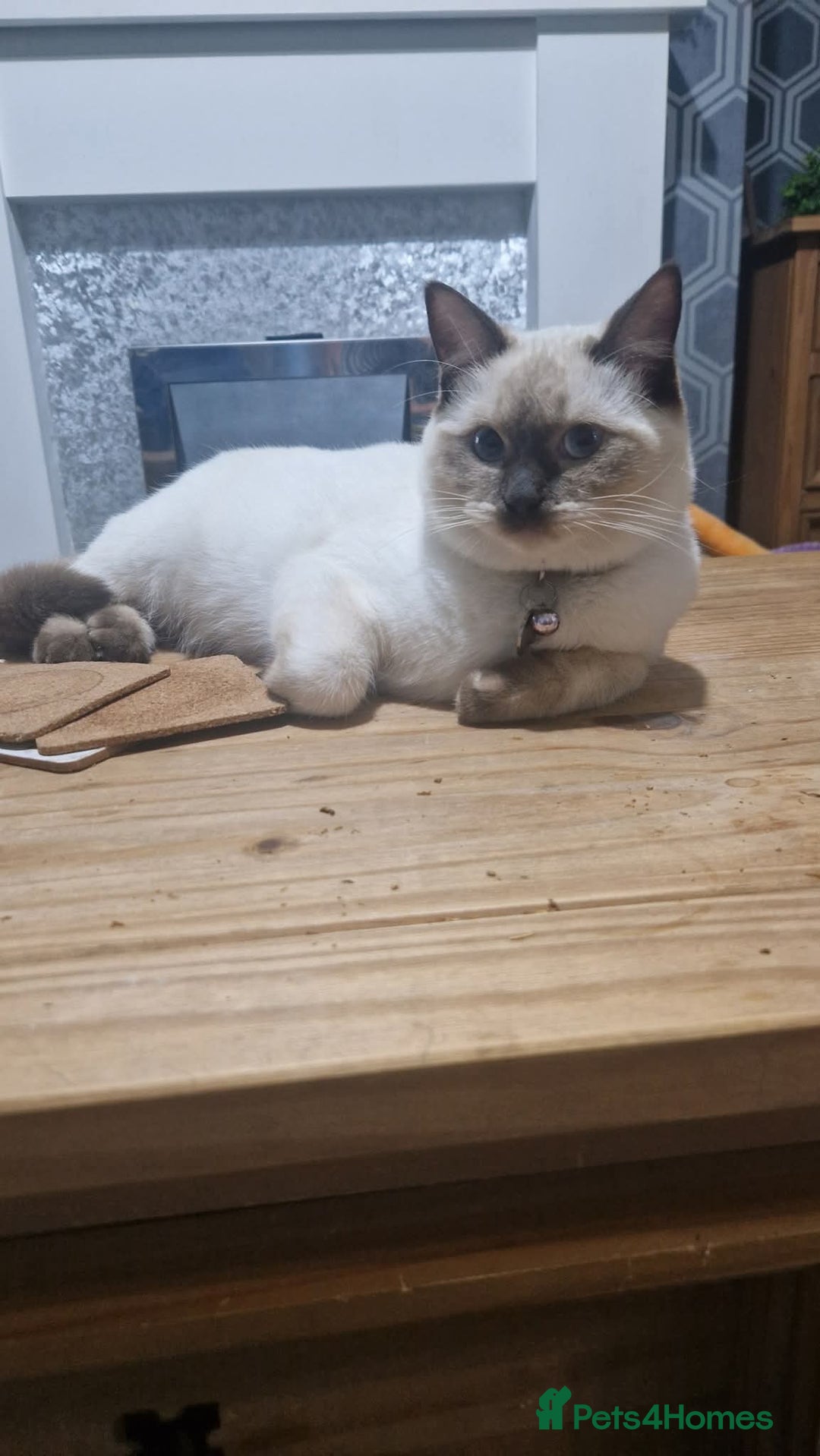 Ragdoll cats for sale: Luna Ragdoll x Britiah shorthair  - Advert 2