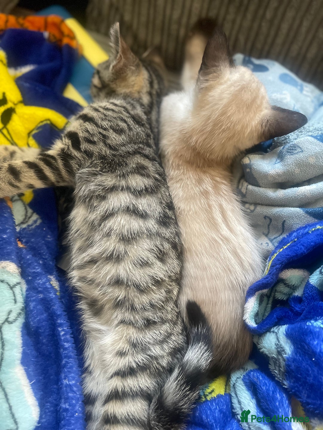 Bengal cats for sale: Male bengal kitten  - Image 6