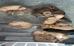 American Bully dogs for sale: American bully puppies - Image 12