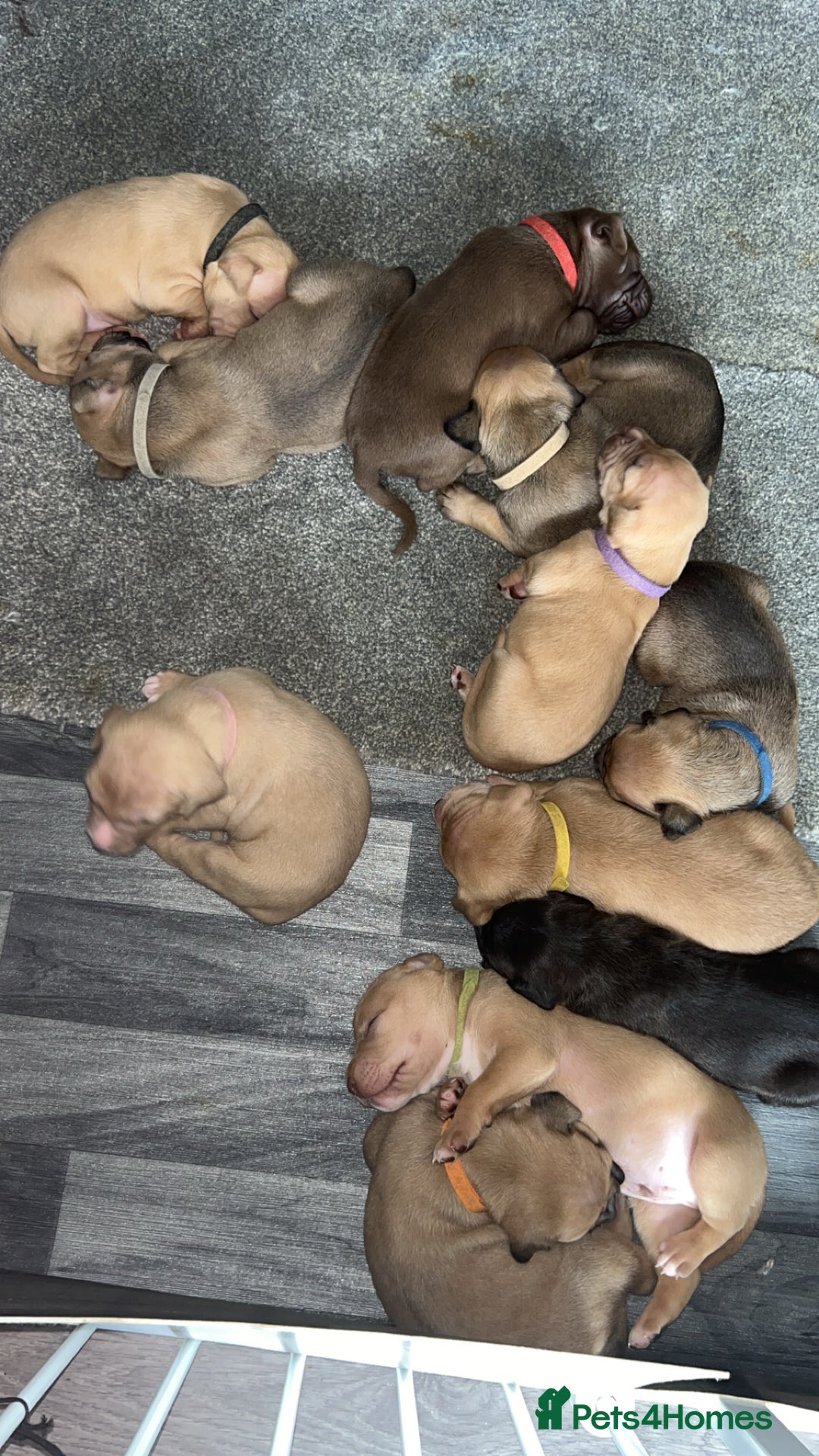 American Bully dogs for sale: American bully puppies - Image 12