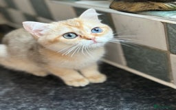 British Shorthair cats for sale: GCCF reg BSH Last Black Golden Odd Eyes Female in London - Image 31