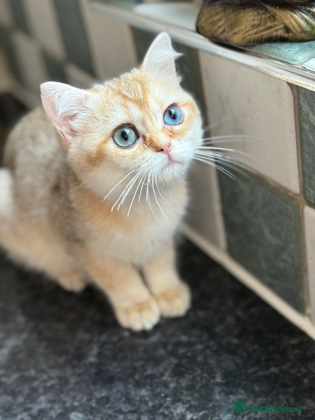 British Shorthair cats for sale: GCCF reg BSH Last Black Golden Odd Eyes Female in London - Image 31