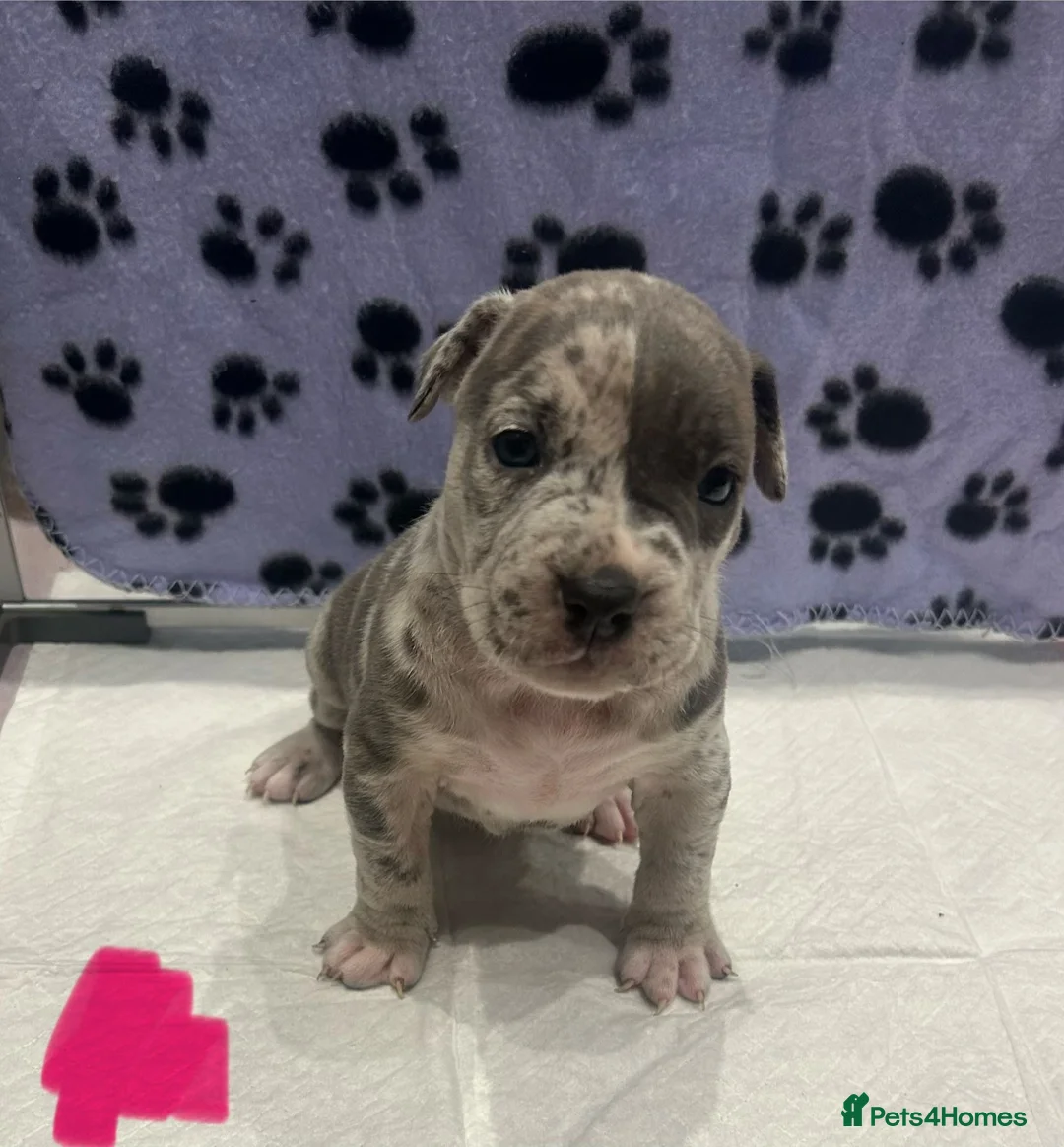 Mixed Breed dogs for sale: Pocket bullie x cane corso - Advert 1