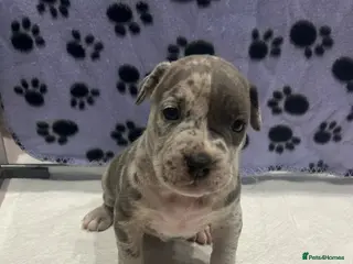 Mixed Breed dogs Pocket bullie x cane corso - Advert 1