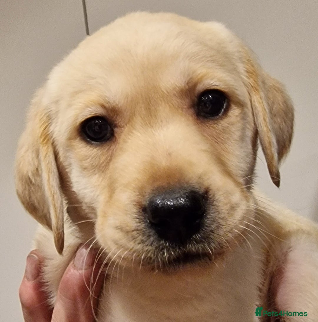 Labrador Retriever dogs for sale: Labrador puppies  - Image 1