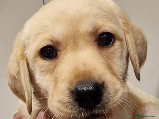 Labrador Retriever dogs for sale - Advert 1