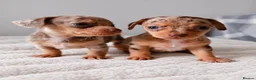 Chihuahua dogs for sale: Chiweenies *Stunning Tiny*  – Cosmo × Jimmy Choo - Advert 9