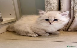 Siberian cats for sale: Adorable Siberian Neva Masquerade Kittens – 5 Boys - Image 8