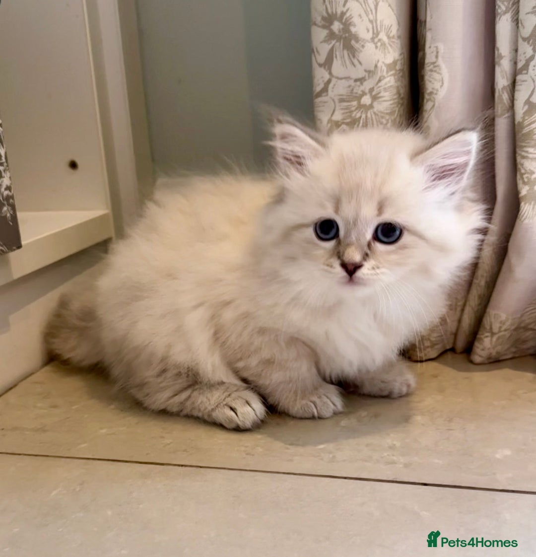 Siberian cats for sale: Adorable Siberian Neva Masquerade Kittens – 5 Boys - Image 8