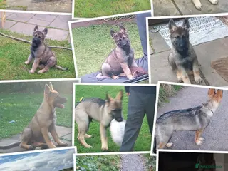 German Shepherd dogs German Shepherd 4 years old - Advert 1