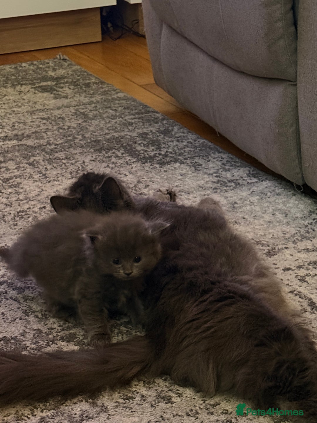 Mixed Breed cats for sale: 3 Gorgeous Long Hair Kittens Available - Image 7