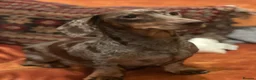 Miniature Dachshund dogs for sale: KC registered miniature short haired dachshunds   - Advert 1