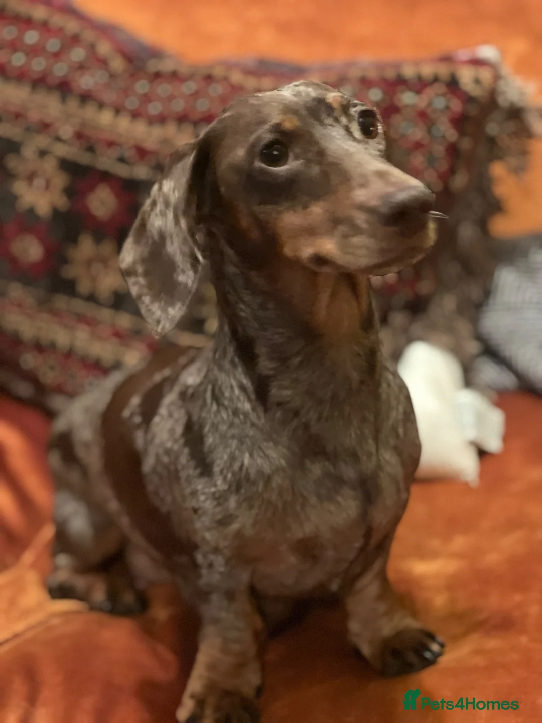 Miniature Dachshund dogs for sale: KC registered miniature short haired dachshunds   - Advert 1