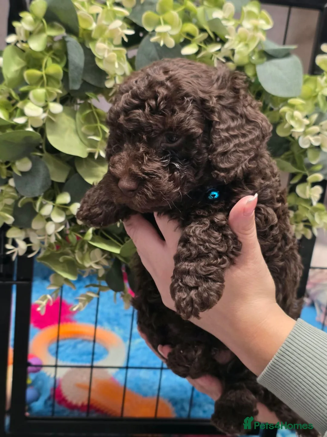 Cockapoo dogs for sale: Extensively health tested parents f1b cockapoo in Ongar - Advert 22