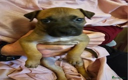 Bullmastiff dogs for sale: Bullmastiff puppies  - Image 12