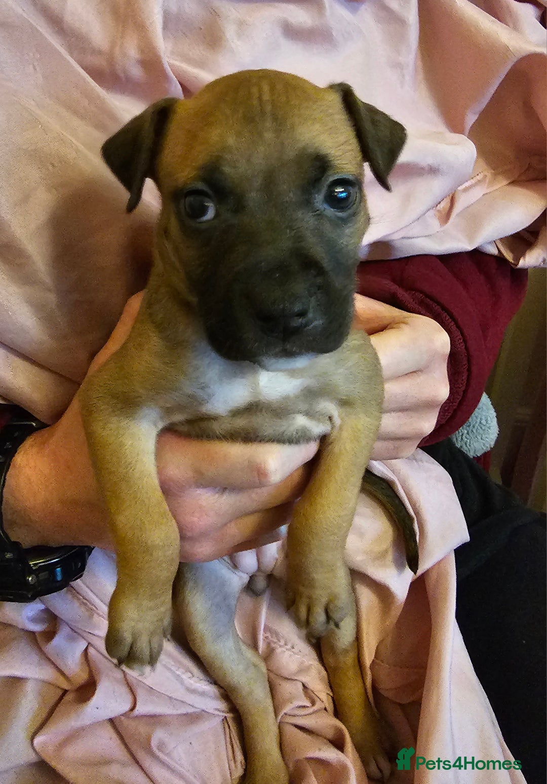 Bullmastiff dogs for sale: Bullmastiff puppies  - Image 12
