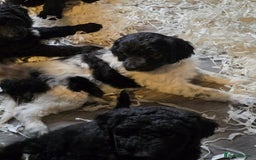 Labradoodle dogs for sale: Gorgeous Labradoodle Babies  - Image 19
