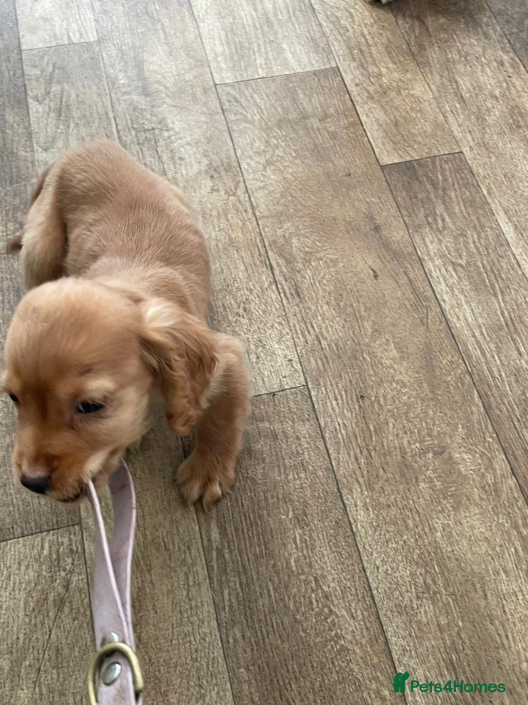 Cocker Spaniel dogs for sale: Stunning red cocker spaniel pups - Advert 14