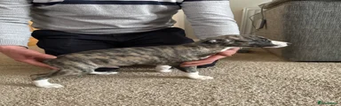 Brindle dog
