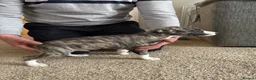 Whippet dogs for sale: KC registered brindle Whippets  - Advert 15
