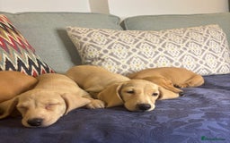 Miniature Dachshund dogs for sale: 🐶 Miniature Smooth Haired Dachshunds. KC REG. 🐶  - Image 1