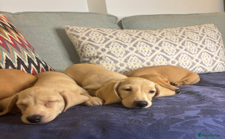 Miniature Dachshund dogs - Advert 4