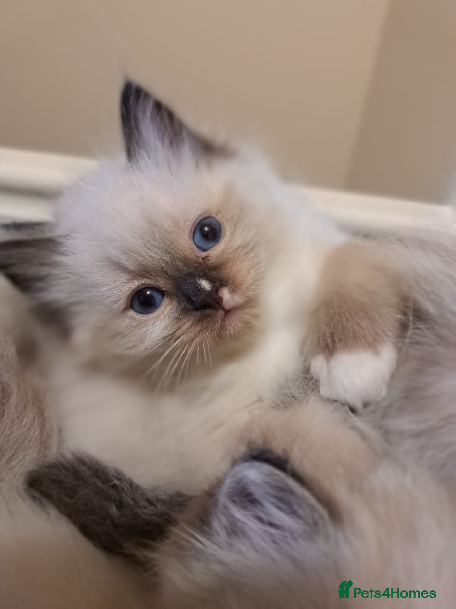 Ragdoll cats Beautiful litter Of Ragdolls - Advert 4