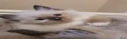Ragdoll cats for sale: Beautiful litter Of Ragdolls - Advert 10