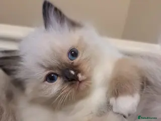 Ragdoll cats Beautiful litter Of Ragdolls - Advert 1