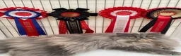 Persian cats for sale: GCCF Registered Blue Persian Kittens  - Advert 23