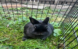 Netherland Dwarf rabbits for sale: 3 Netherland dwarf rabbits  - Image 6