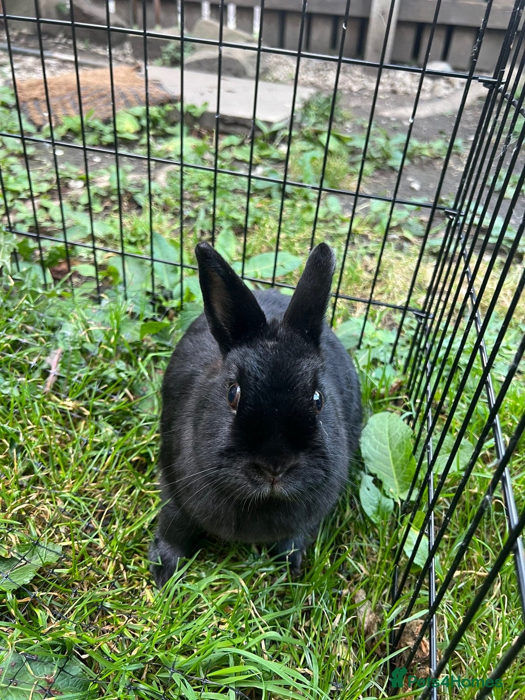 Netherland Dwarf rabbits for sale: 3 Netherland dwarf rabbits  - Image 6