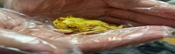 Frog reptiles for sale: Pac-Man Juveniles Available! - Advert 4
