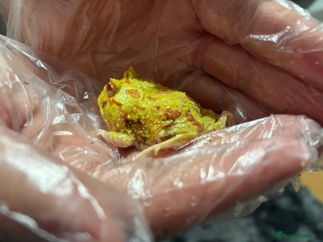 Frog reptiles for sale: Pac-Man Juveniles Available! CB25 - Advert 7