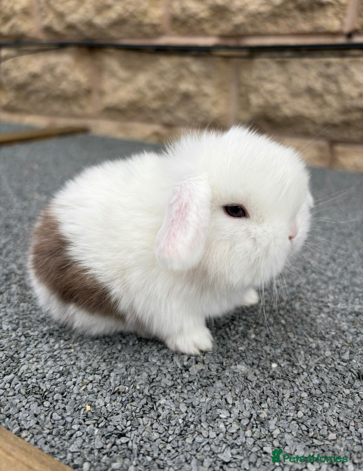 Mini Lop rabbits Mini lop babies true to type  - Advert 16