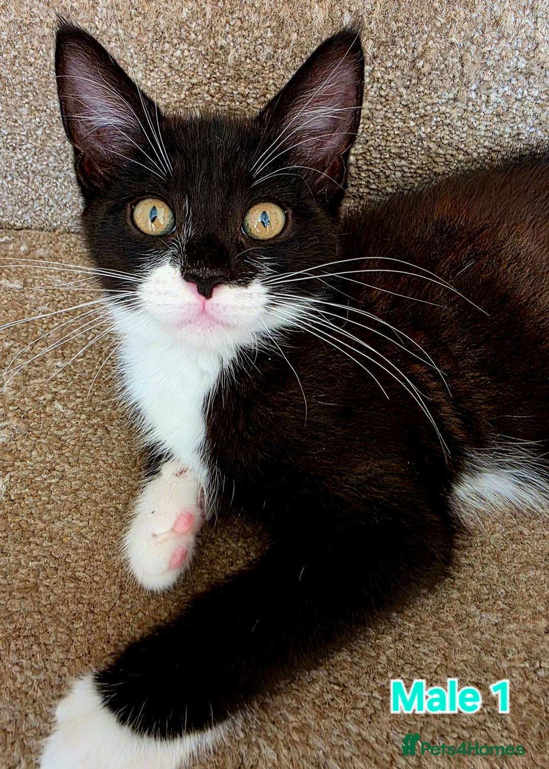 Mixed Breed cats for sale: 4 Maine Coon X Kittens Still Available!! - Image 11