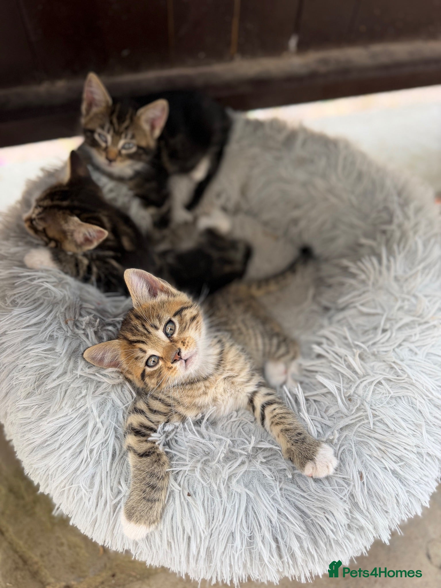 Mixed Breed cats Maine Coon X - Advert 15