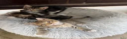 Mixed Breed cats for sale: Maine Coon X - Advert 3