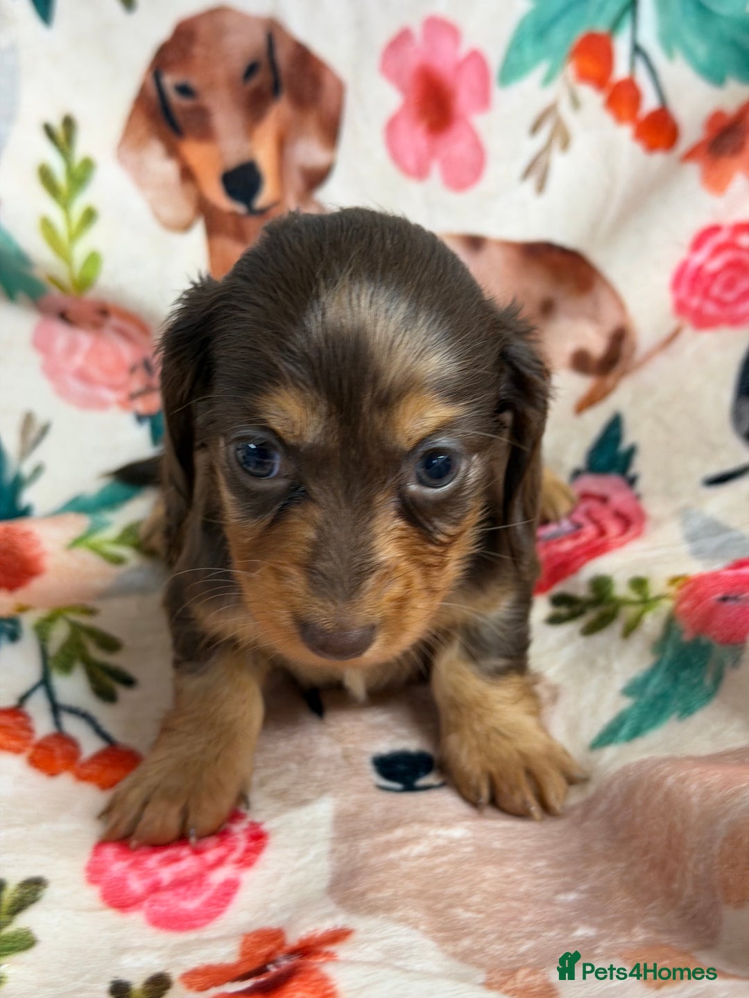 Miniature Dachshund dogs for sale: 2 left Long haired mini dachshund pups  - Advert 12