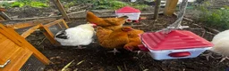 Chickens poultry for sale: Laying buff Orpington hens  - Advert 2